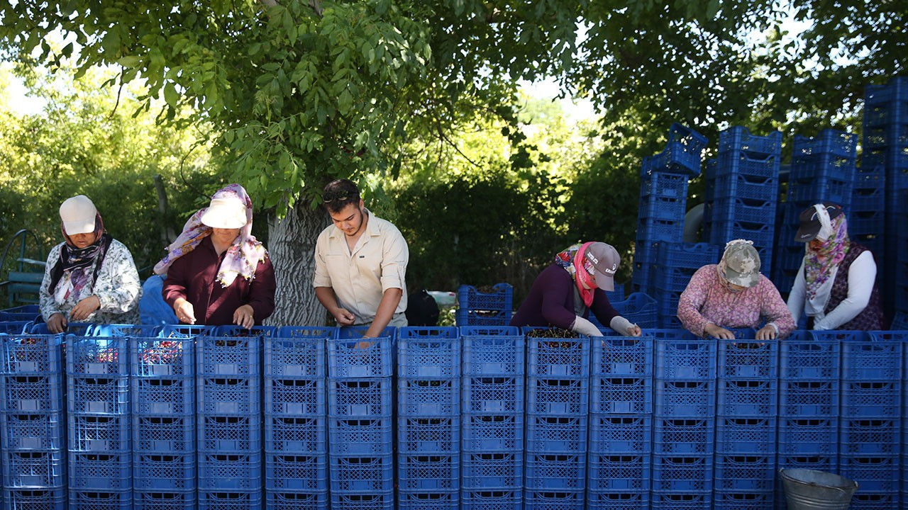 3 bin ton üretim, bin ton ihracat: Yahyalı kirazı Avrupa ve Rusya'nın gözdesi