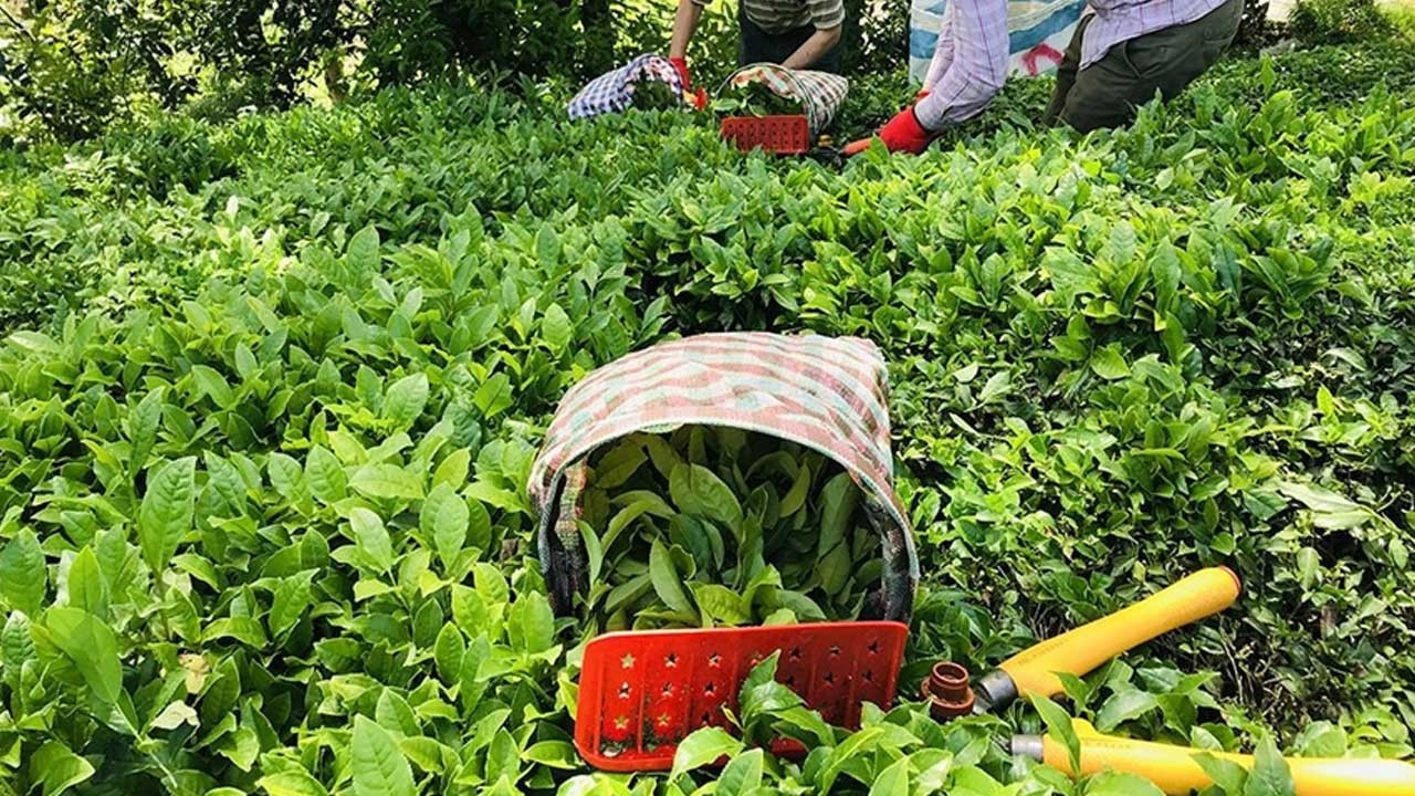 Çay Kampanyasında Birinci Sürgün Tamamlandı: Kapasite ve Üretim Takvimi Detayları