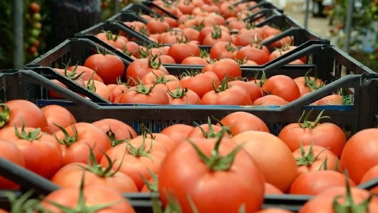 Çin domatesi tartışma yarattı: Etiket diğer, içerik diğer