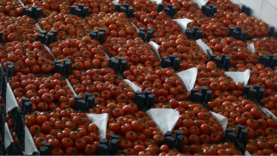 Çin domatesini Avustralya'da "yerli üretim" diye satmışlar